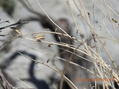 Astragalus tricarinatus