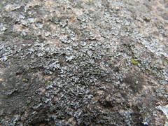 Phaeophyscia hirsuta