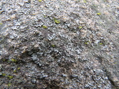 Phaeophyscia hirsuta