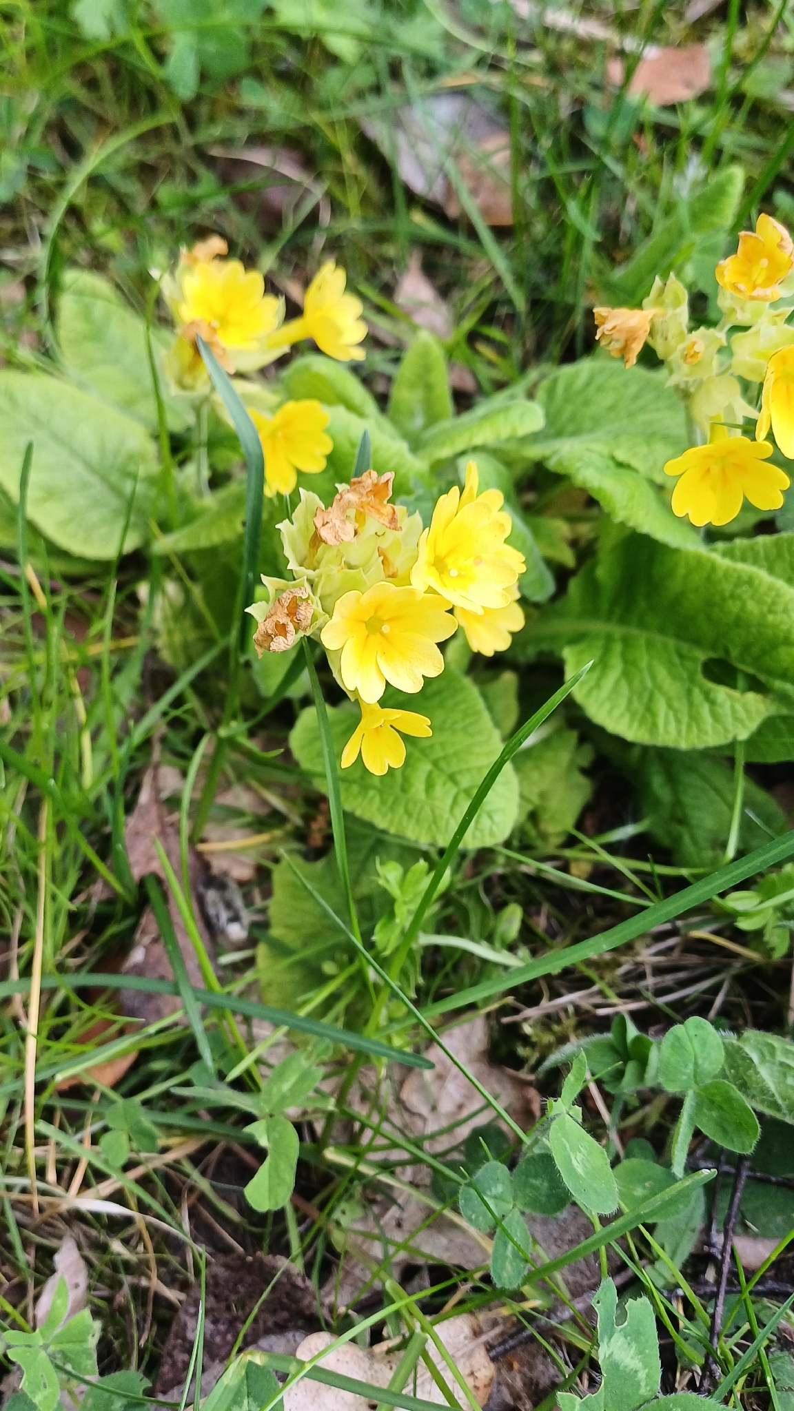 Common primrose