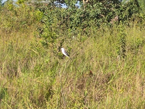 White-rumped Monjita (Xolmis velatus), photo 5