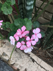 Pelargonium × hybridum