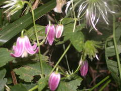 Clematis lasiandra