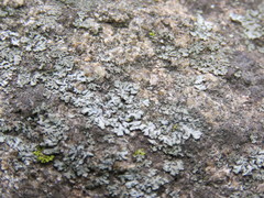 Phaeophyscia hirsuta