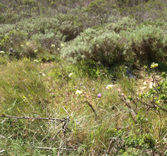 Erysimum franciscanum