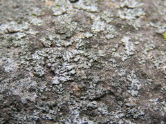 Phaeophyscia hirsuta