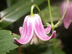 Clematis lasiandra, photograph lansan, CC BY, iNaturalist via GBIF