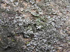 Phaeophyscia hirsuta