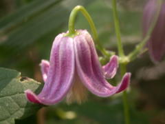 Clematis lasiandra, photograph lansan, CC BY, iNaturalist via GBIF