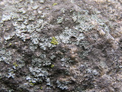 Phaeophyscia hirsuta