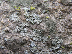 Phaeophyscia hirsuta