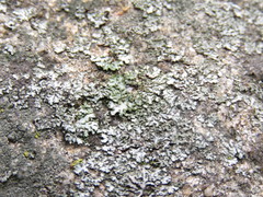 Phaeophyscia hirsuta