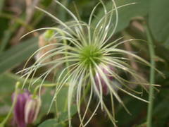 Clematis lasiandra, photograph lansan, CC BY, iNaturalist via GBIF