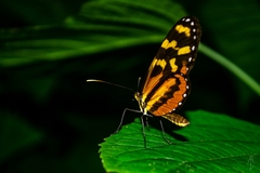 Mechanitis polymnia lycidice