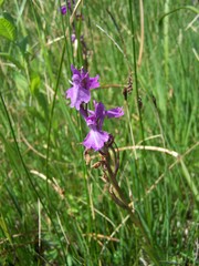 Anacamptis palustris