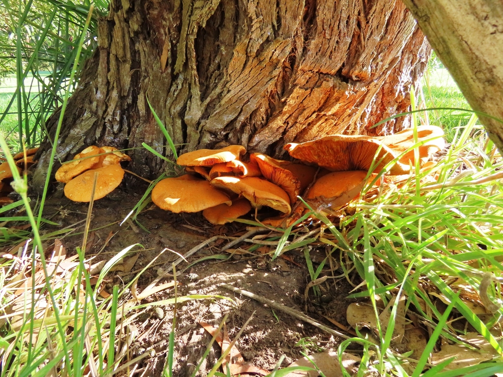Gymnopilus junonius · April 2026 · photo: © cygnet (iNaturalist, cc-by)