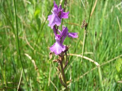 Anacamptis palustris