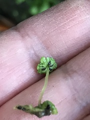 Cryptomitrium tenerum