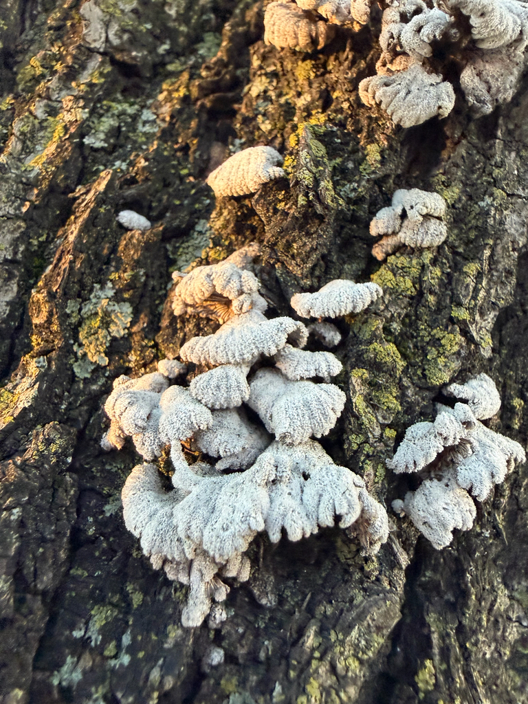 Schizophyllum commune · April 2026 · photo: © mushycarrots (iNaturalist, cc-by)