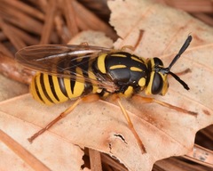 Sphecomyia vittata