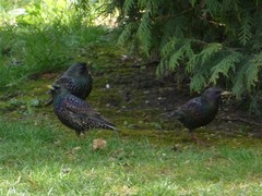 Sturnus vulgaris