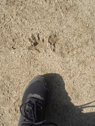 iNaturalist observation photo of Common Raccoon