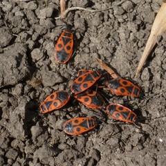 Pyrrhocoris apterus