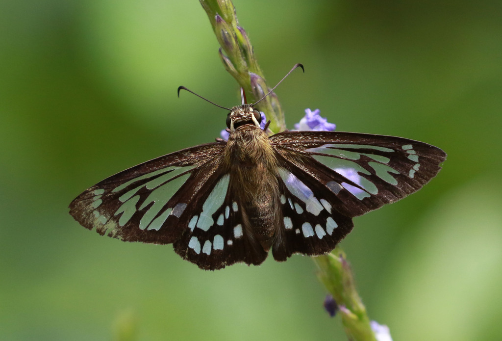 Phanus australis