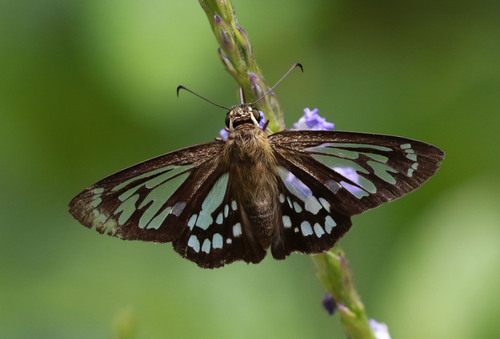 Phanus australis
