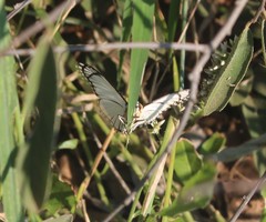 Leucochitonea levubu
