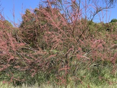 Tamarix parviflora