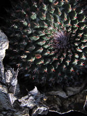 Mammillaria mystax