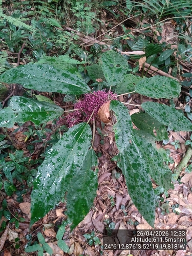 Urera nitida, photograph 4