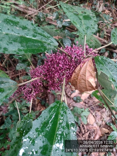 Urera nitida, photograph 5