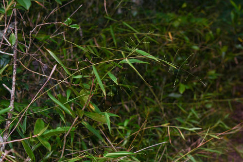 Panicum sellowii