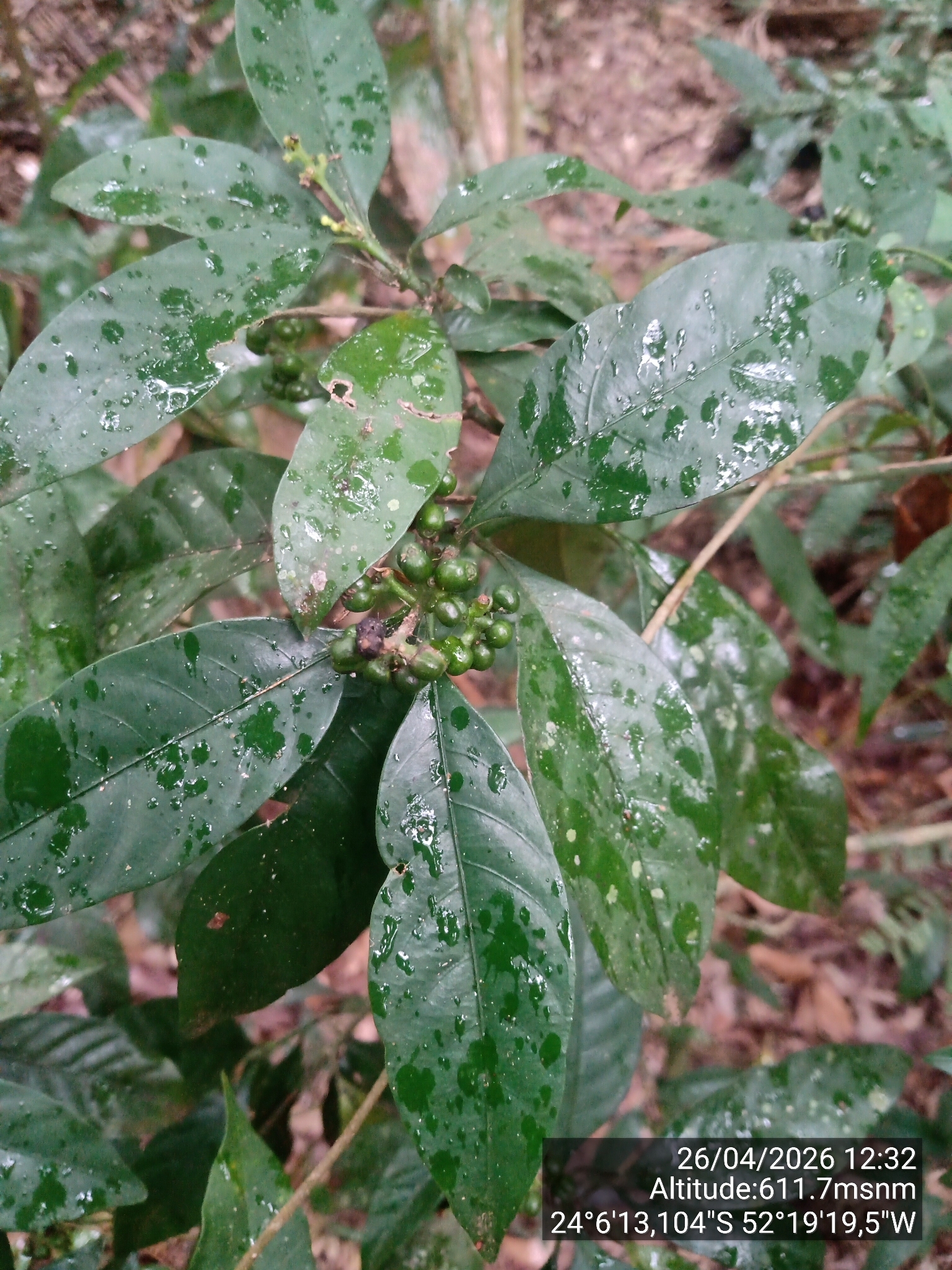 Imagem de Fruta de-sanhaço