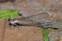Argia cupraurea