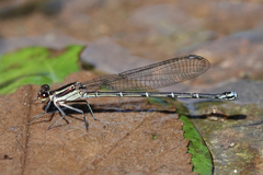 Argia cupraurea