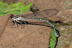 Argia cupraurea