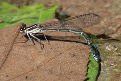 Argia cupraurea