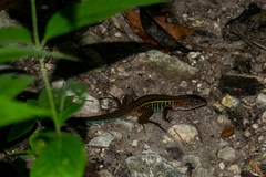 Holcosus undulatus stuarti