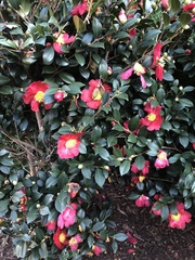Camellia