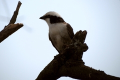 Eurocephalus ruppelli