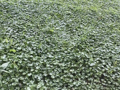 Hydrocotyle batrachium