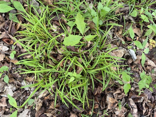 Carex abscondita, 2026-04-06