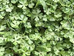 Hydrocotyle batrachium