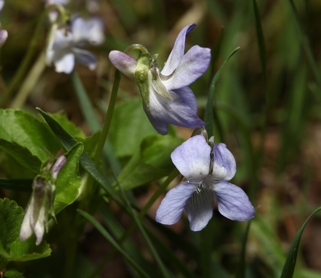 Labrador Violet Invasive Labrador violet from Schuyler County, NY, USA on April 26, 2026 at 12: ...