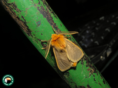 Metarctia flavicincta