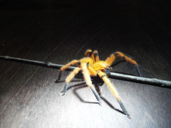 Olios simoni