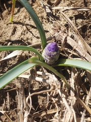 Muscari